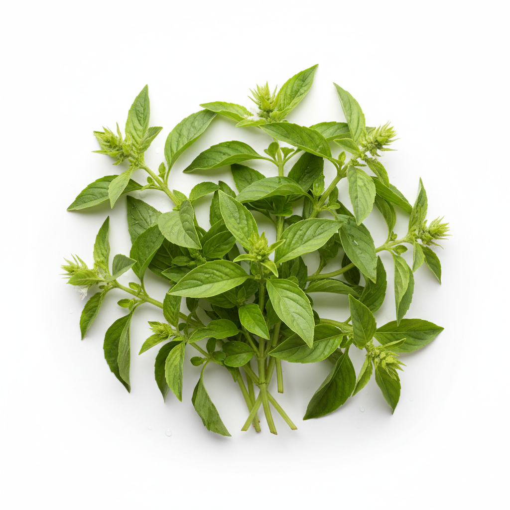 Albahaca