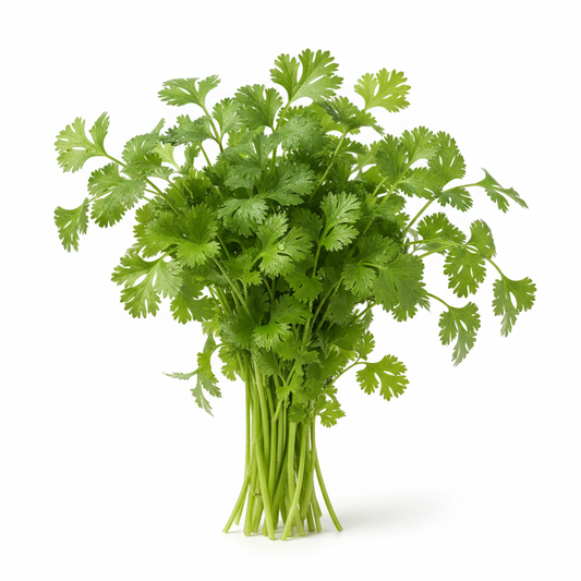 Cilantro