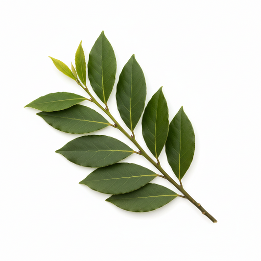 Laurel